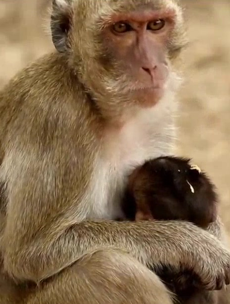 灵长类作为动物中的第一等级,有什么过人之处吗?-度小视