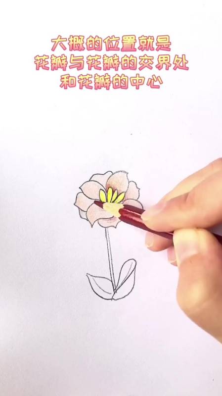 长寿花怎么画 简笔画图片
