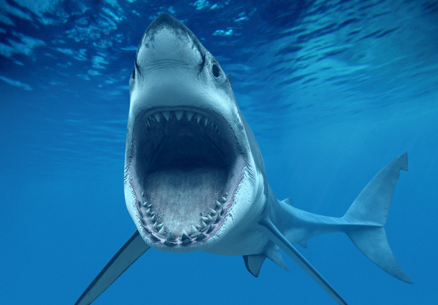 人类拿走鱼翅,却把鲨鱼扔进海里,被割掉鱼鳍的鲨鱼会怎么样