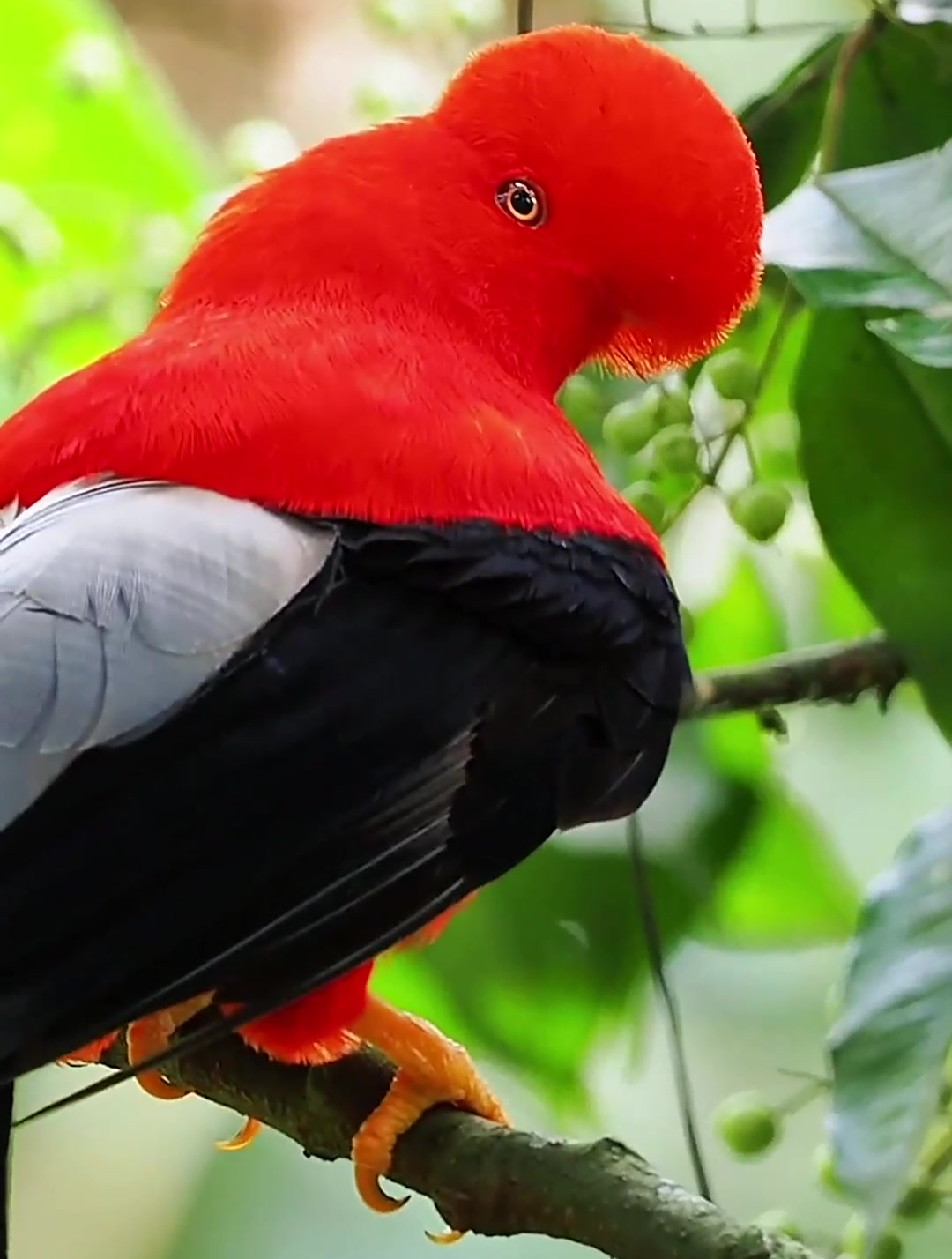 我说兄弟你为什么要用红色毛袜套住头安第斯动冠伞鸟