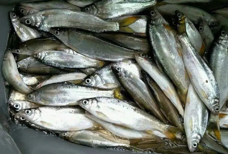 黄尾鲴这样钓才最有效,这几大绝招一定要学,轻轻松松就"爆护"