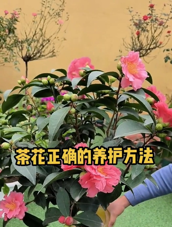 养茶花,掌握这个要领,再冷的天也能花开满枝头!