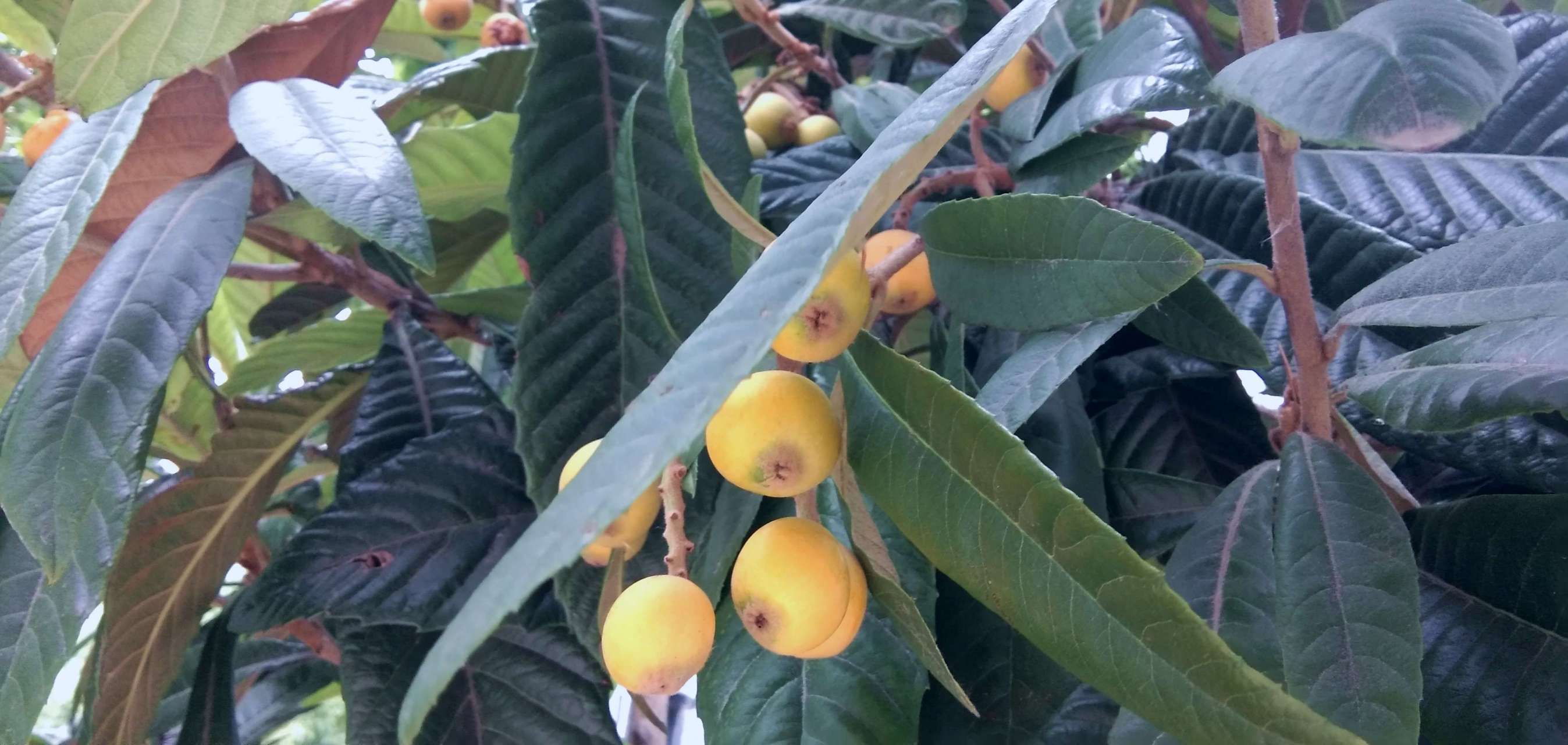 枇杷树苗多久长大一次