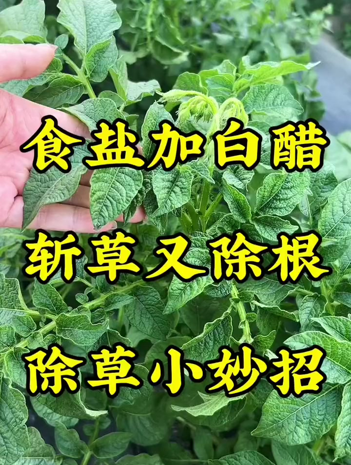 食盐加白醋 斩草又除根 除草小妙招