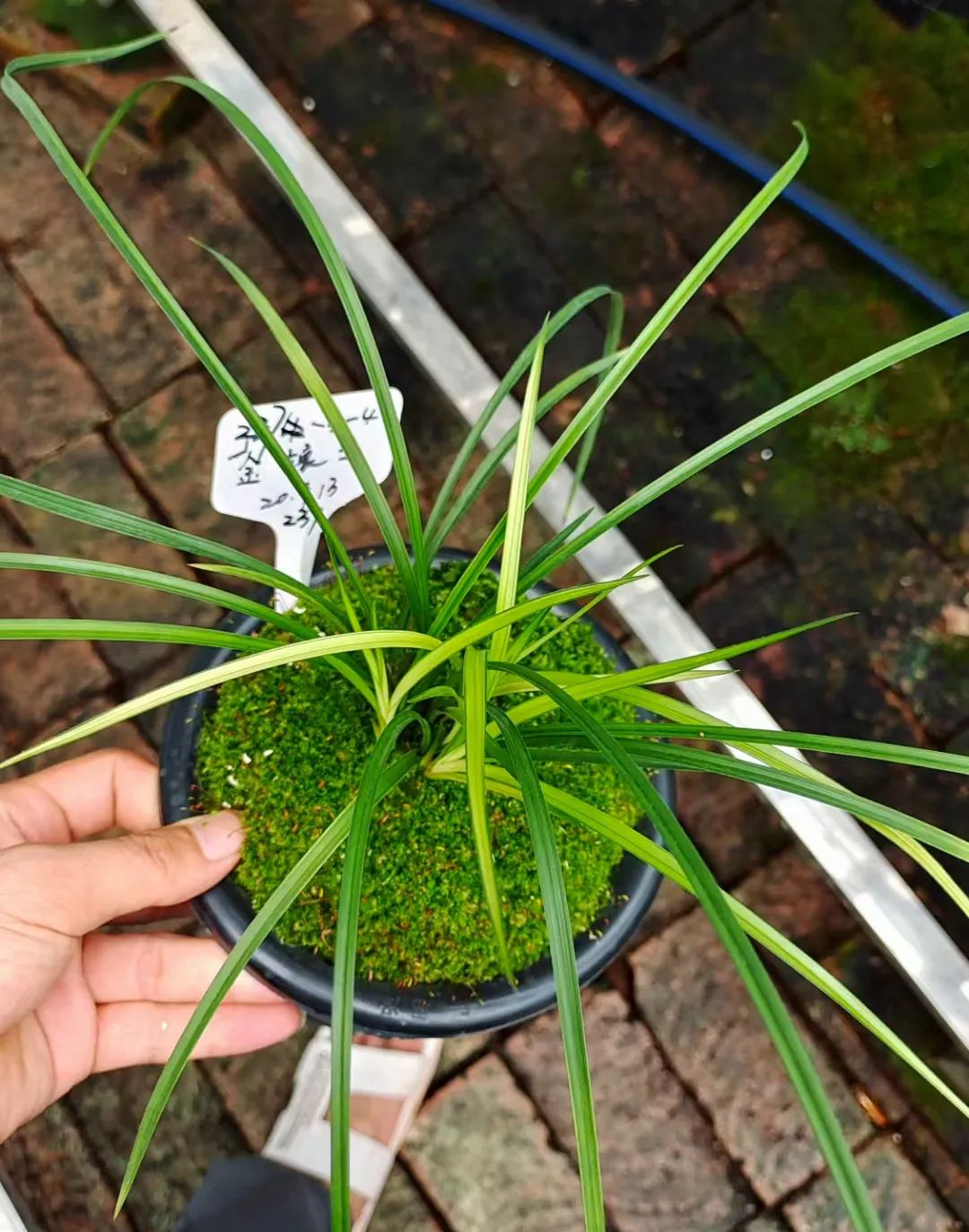 莲瓣兰艺草珍品金镶玉,花型端庄,清香优雅,花艺双全,魅力十足