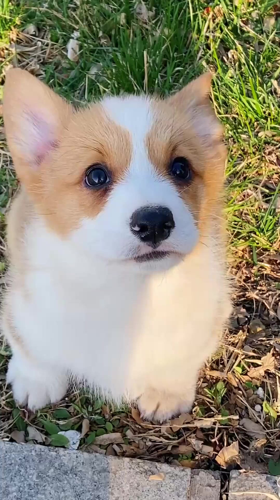 两个月的小柯基,用一种期待的目光看世界,真是太可爱了!