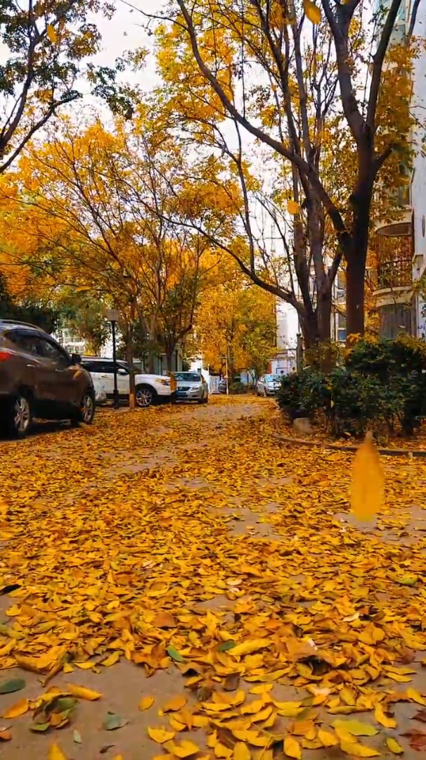 风景治愈风景:熟悉的街道上又铺满了落叶,而我在等一场