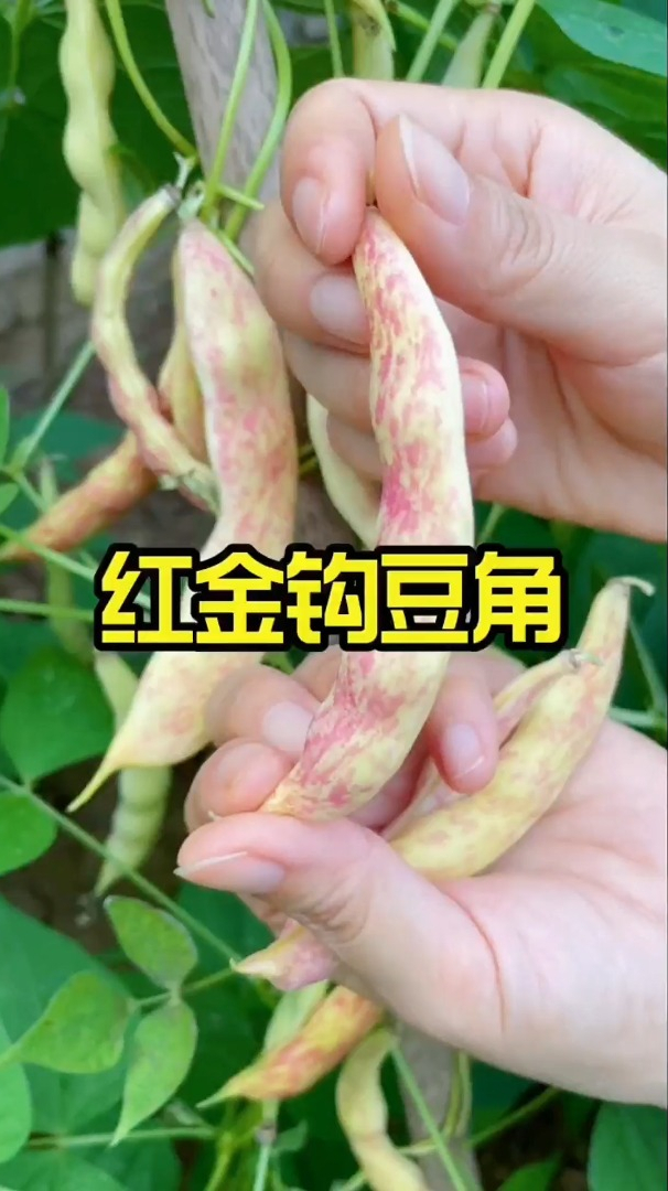 红金钩豆角生长周期图片