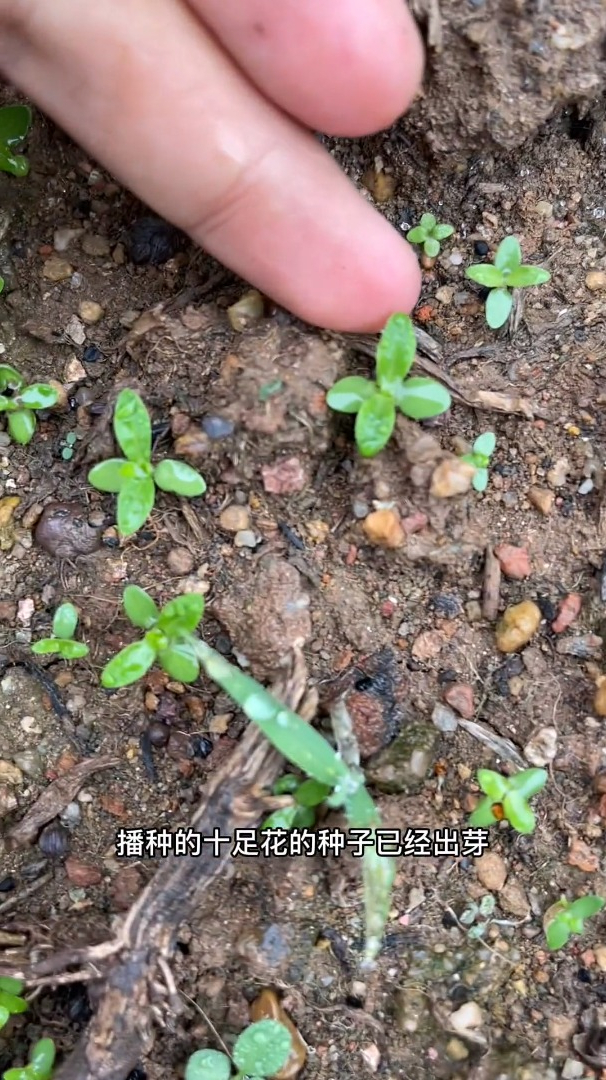 下雨天播种石竹花,出芽率更高