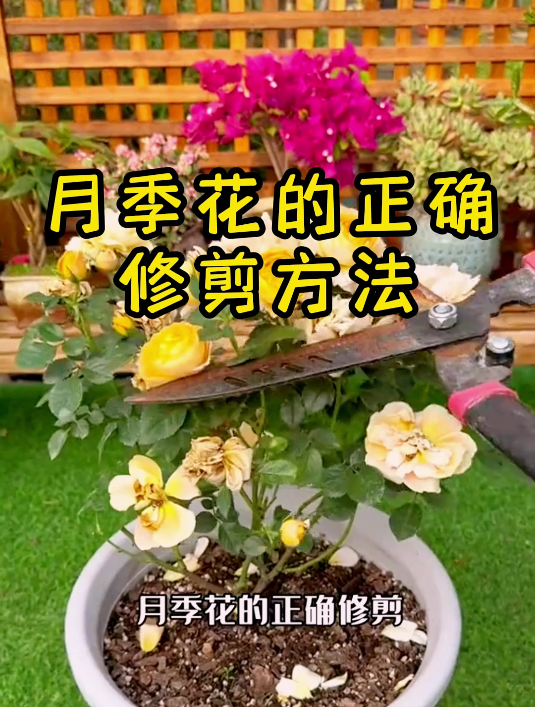 月季花冬季剪枝方法图片