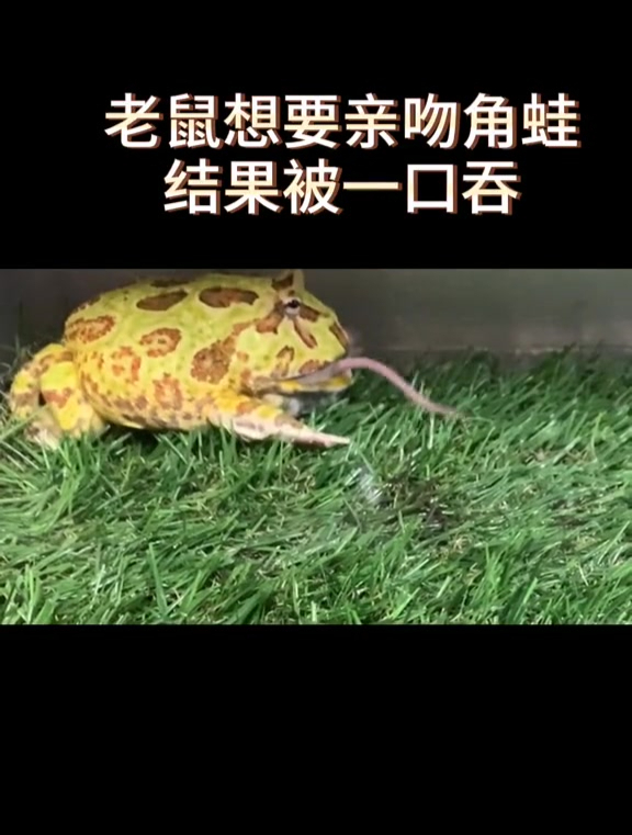老鼠想要亲吻角蛙,结果被一口吞-度小视