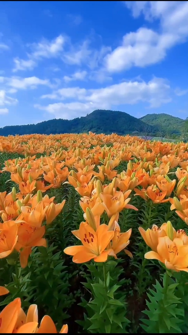 蓝色百合花的寓意图片