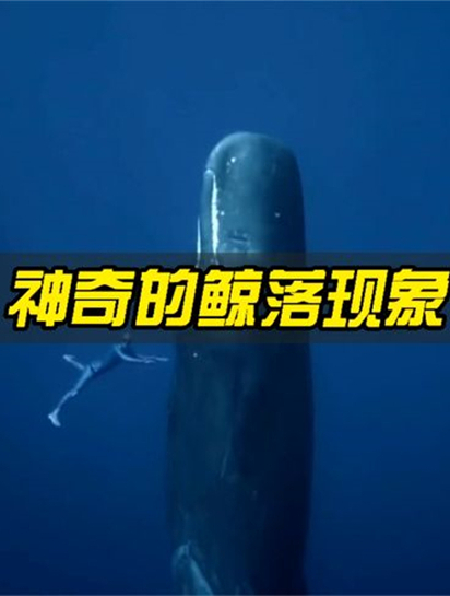 深海中最神奇的鲸落现象,让人类为之震撼!