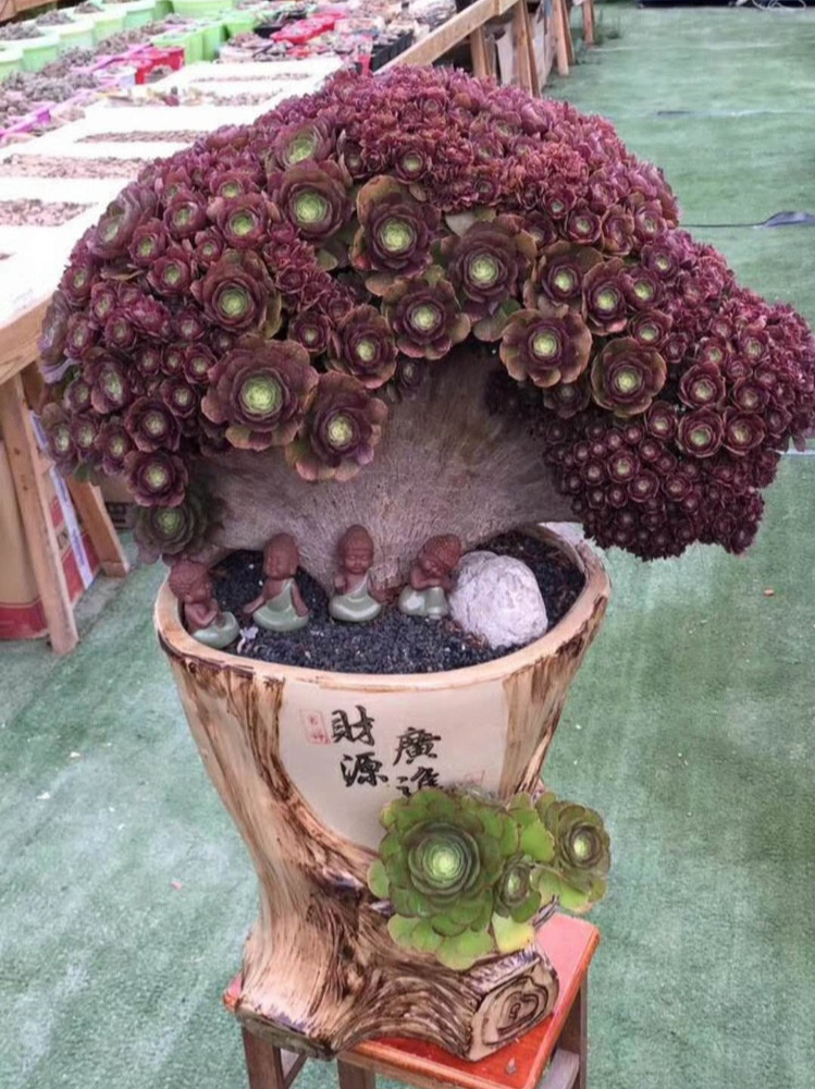 红心法师多肉:好养易上色,全年都好看,你值得拥有!