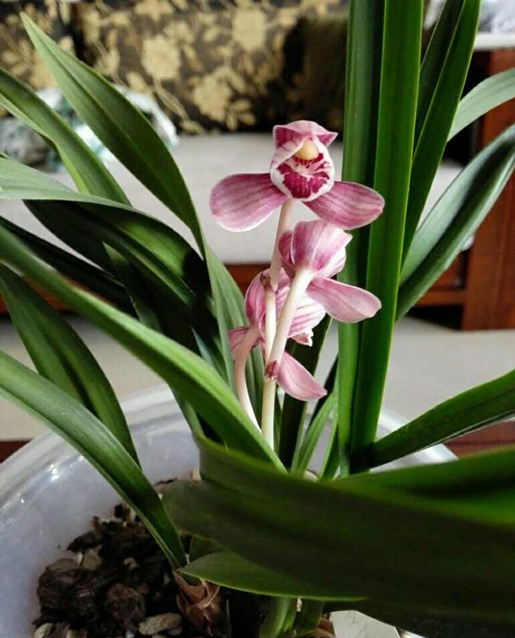 建兰红花荷瓣铭品——红月,花色艳美,瓣型端庄,气味幽香易养护