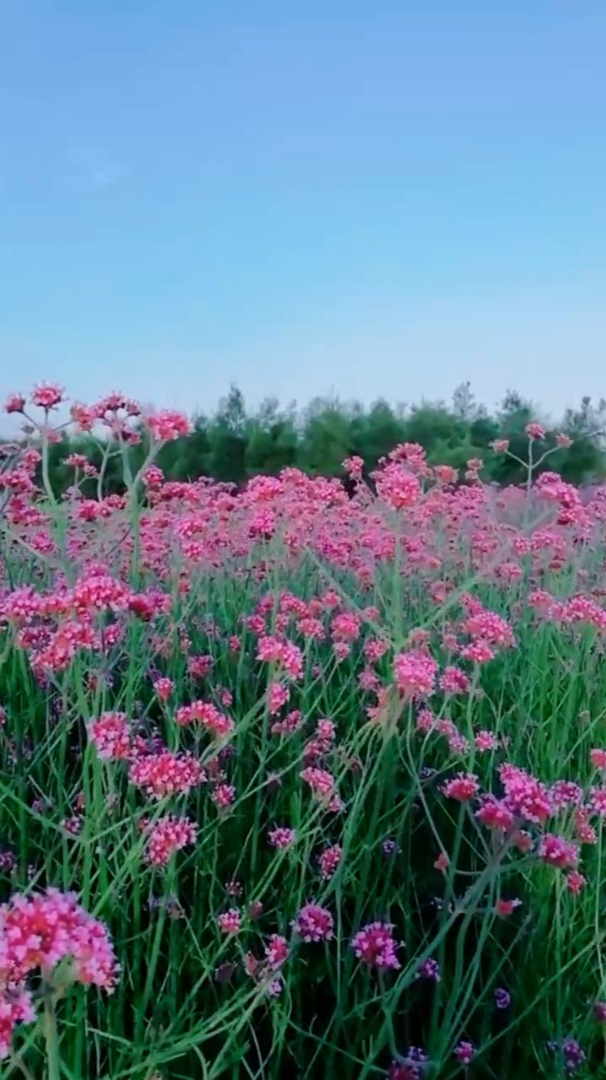 治愈系风景:一簇簇马鞍草,花开的正艳,它在这里等-度小视