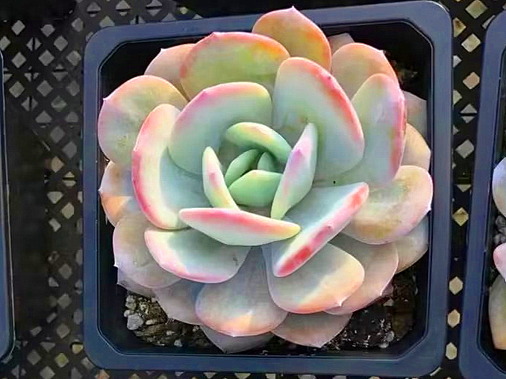 多肉奶茶,既像白凤又像雪莲,室内也能养出好状态