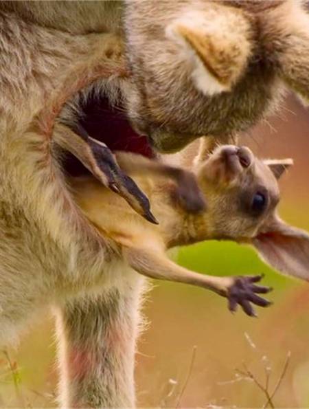 澳洲"犬鼠之战"!袋鼠群被野犬狂追,袋鼠王以1敌8结局出人意料-度小视