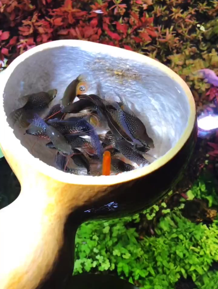 一起来学东北话,跟我念-水舀子- 哈哈