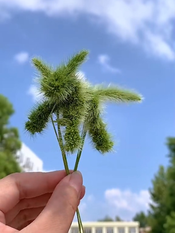 用狗尾巴草编狗狗