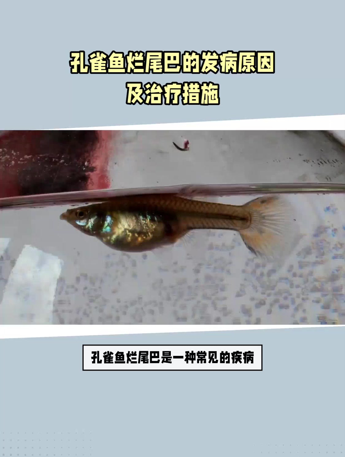 孔雀鱼烂尾巴的发病原因及治疗措施