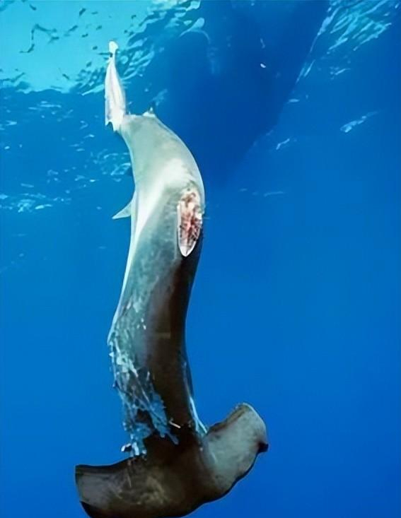 人类拿走鱼翅,却把鲨鱼扔进海里,被割掉鱼鳍的鲨鱼会怎么样?