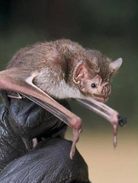 吸血蝙蝠:吸血多不多?一生就吸大约100升的血-度小视