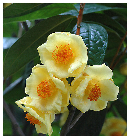 被誉为"茶花皇后"的金茶花,花色喜庆,营养丰富,值得花友养护