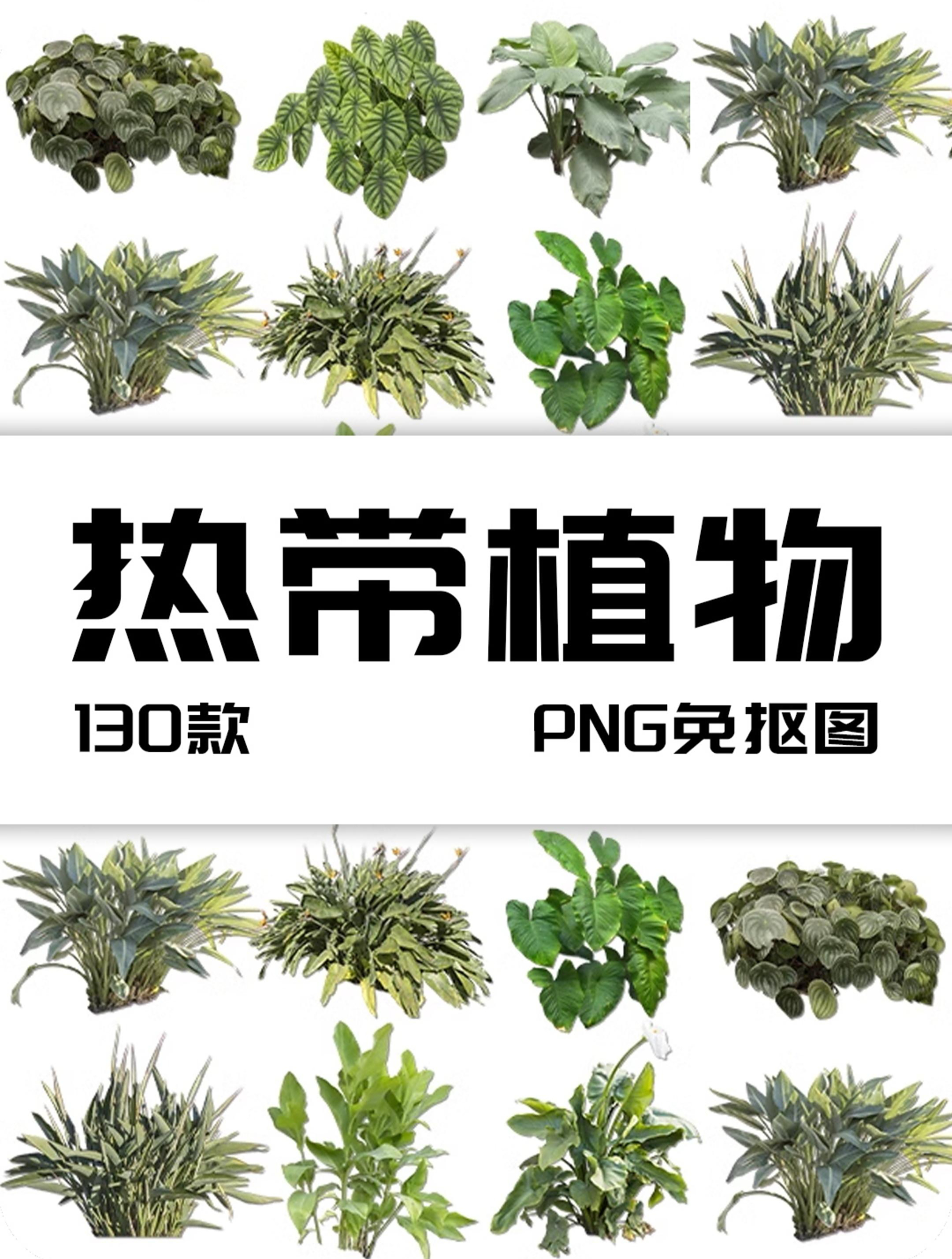 热带植物草叶绿植蕨类雨林png免抠图场景后期合成装饰元素png素材