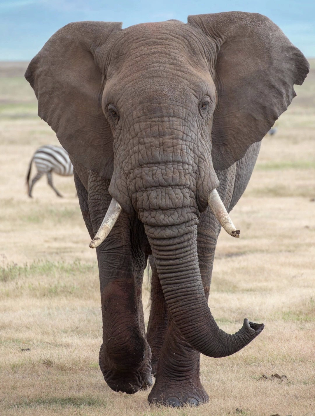 成年非洲大象犀牛见到都要叫声老大哥