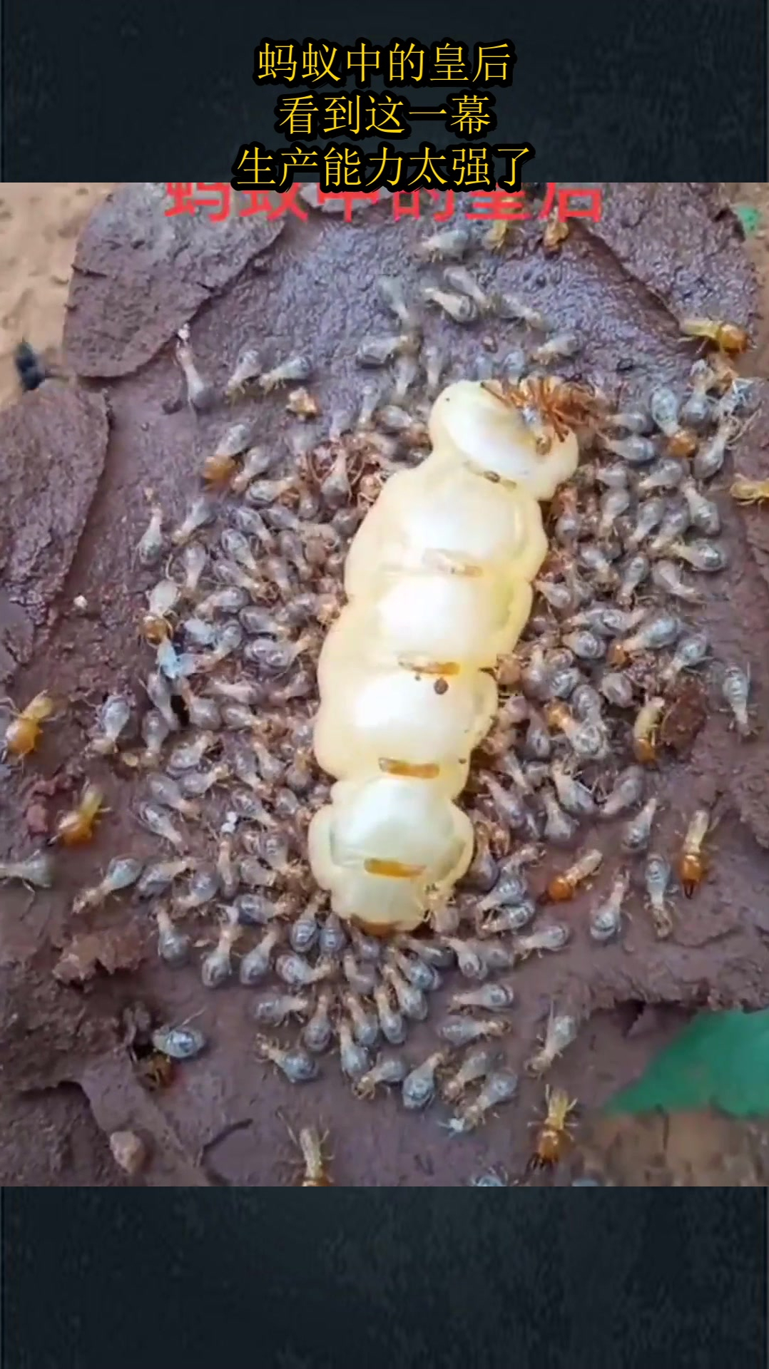 蚂蚁中的皇后,看到这一幕,生产能力太强了!