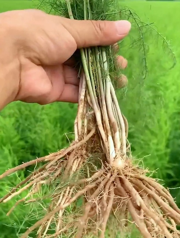 芦笋根不好种?那为何回购的客户还有这么多-度小视