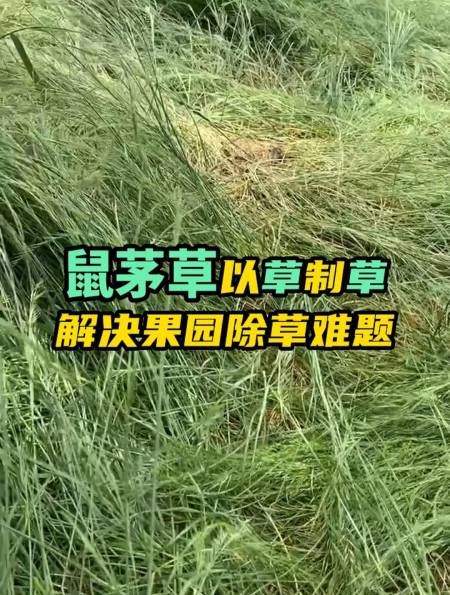 以草治草,解决果园除草难题-度小视