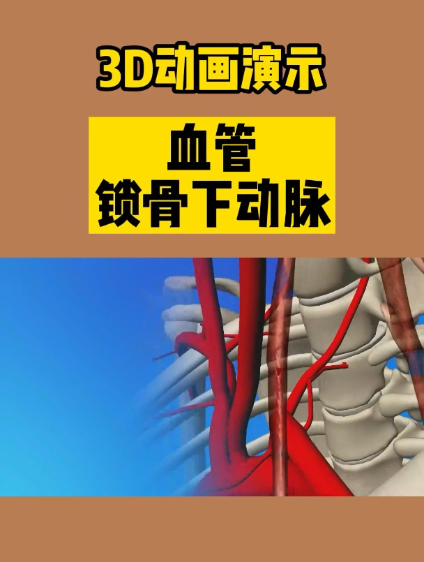 血管-锁骨下动脉(3d动画演示)-度小视