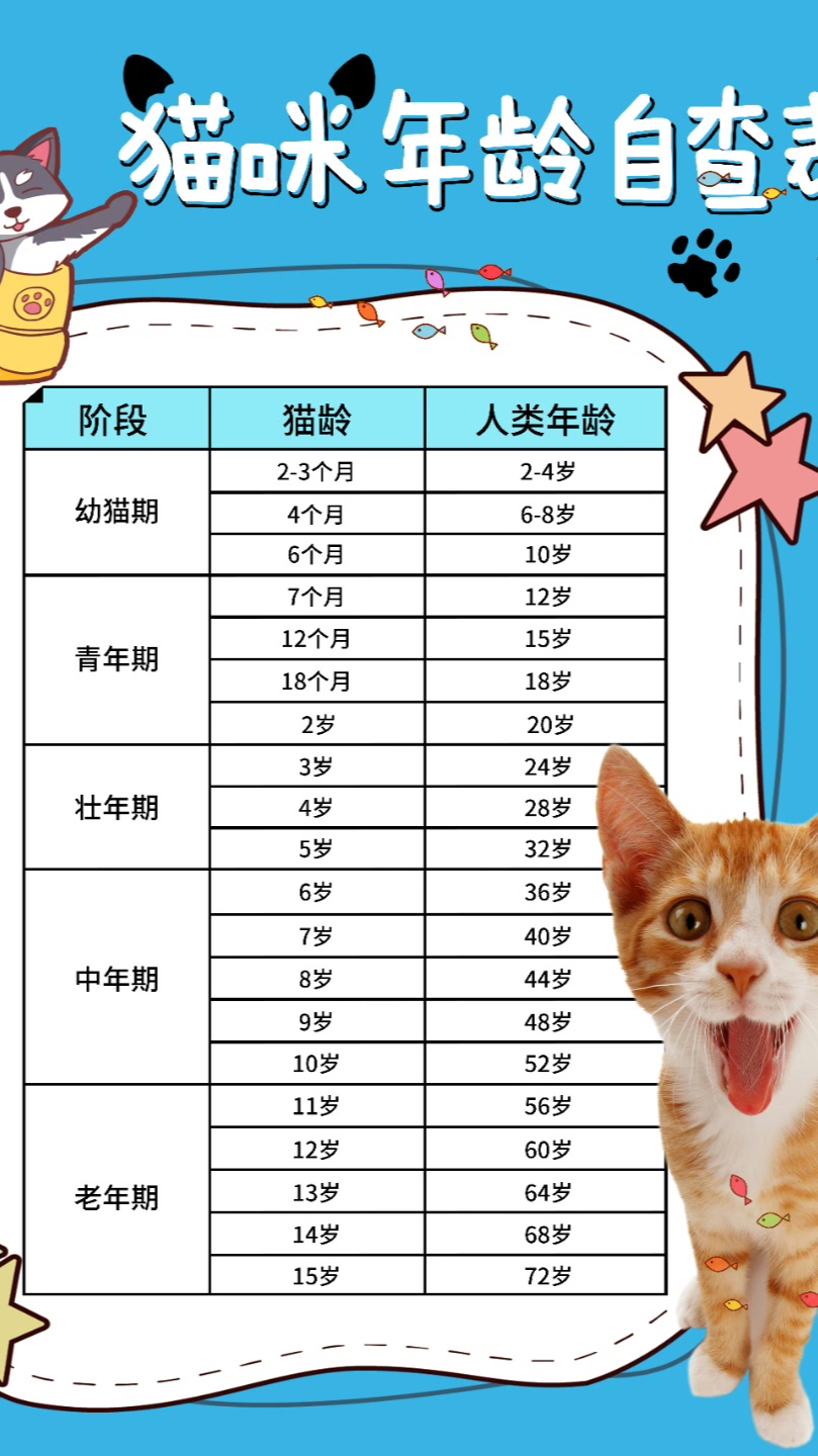 「猫咪年龄自查」你家毛孩子相当于人的几岁呢?