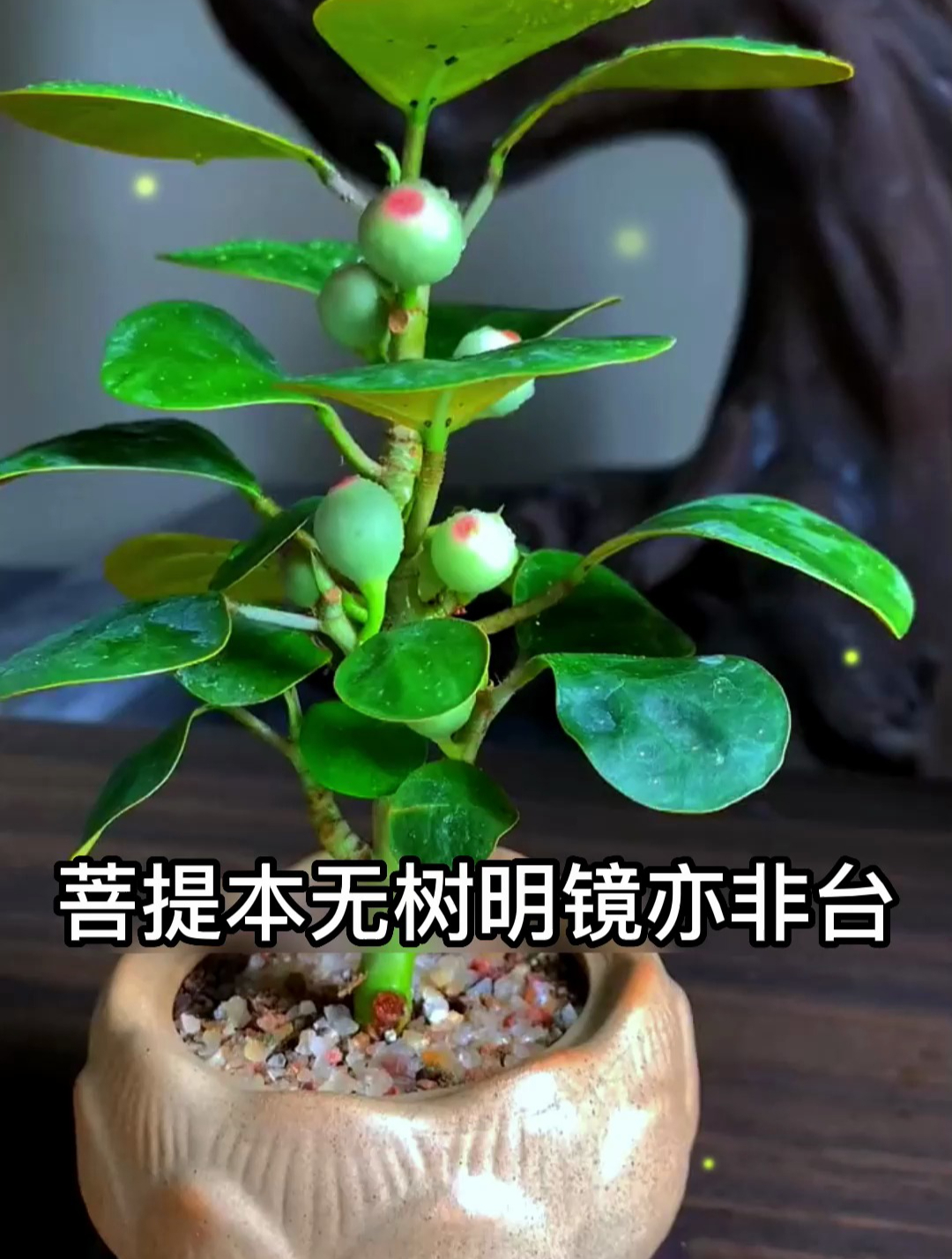 老人说菩提树开花是"大吉"的象征,南方家家都有一盆,寓意好!