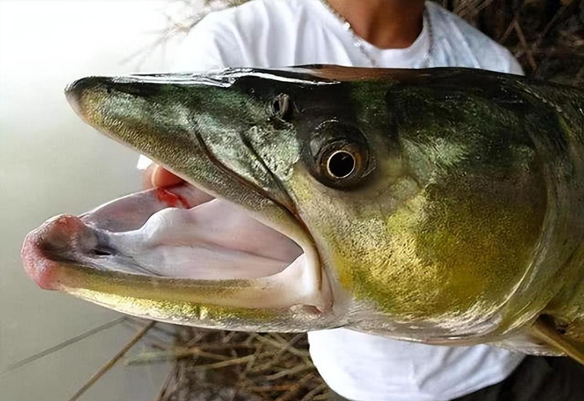 长江的哭泣长达2米的巨型鱤鱼捕食十年禁渔养虎为患