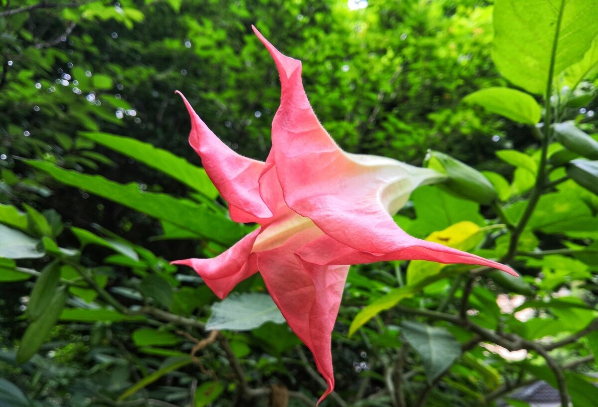 心理测试:选择下面一朵曼陀罗花,测试你为什么不敢对人说不