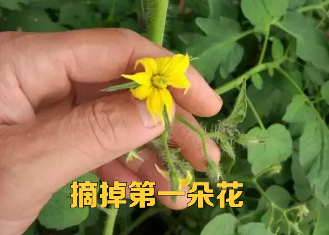 西红柿喷花,是人工授粉的一种方式,关键是什么时候喷,怎么喷?