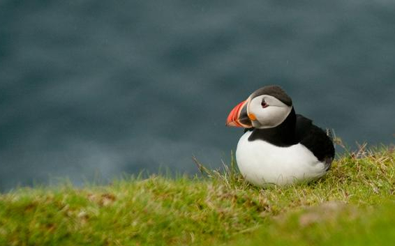海鹦鹉肉质鲜美,是一种很好的蛋白质提供品,数量在逐年减少