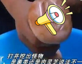 年轻女记者误把男性私密用品当作"肉灵芝",闹出天大笑话