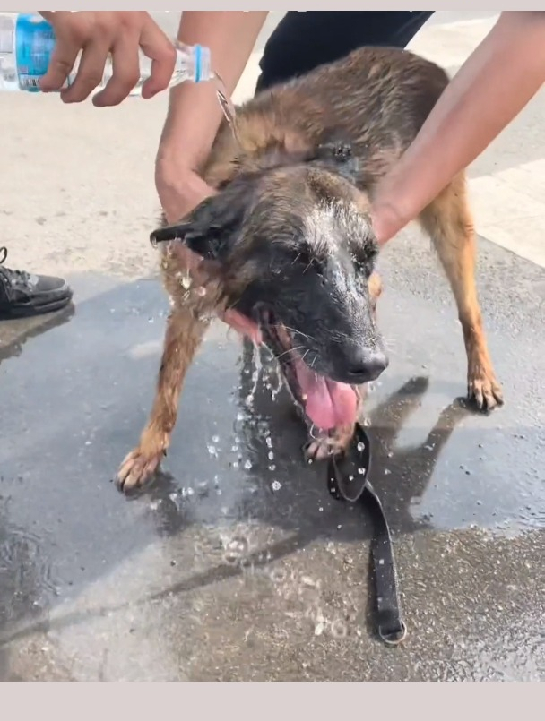 警犬黑虎图片