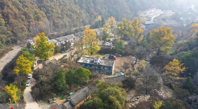 嵩县白河镇:千年银杏与您相约,满树金黄!