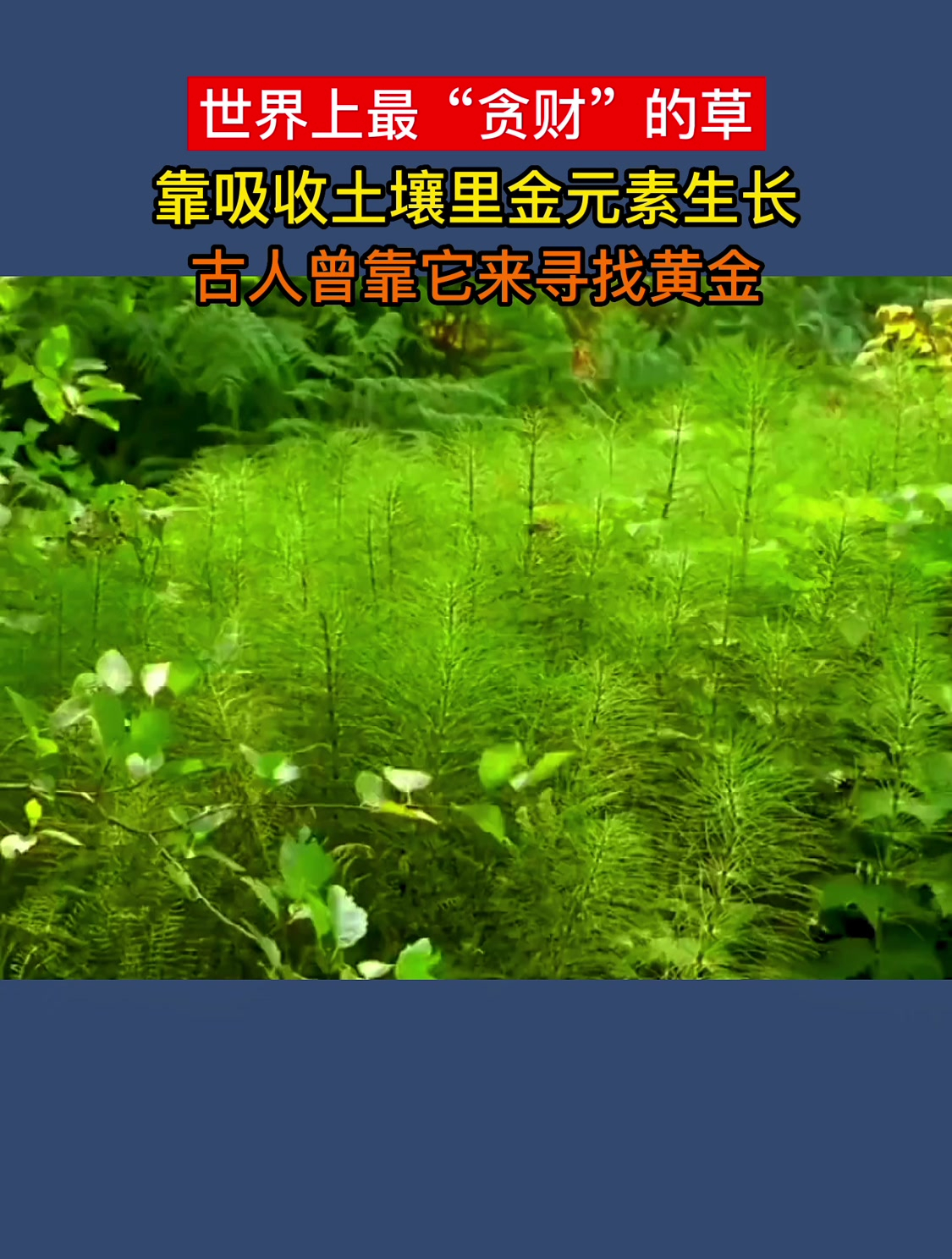 世界上最贪财的草,问荆草,古人曾靠它寻找黄金,你见过这种草吗