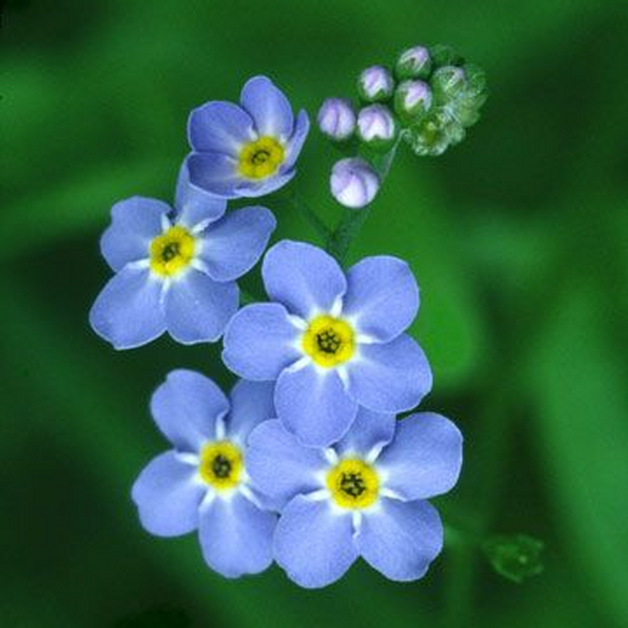 蓝色的勿忘我花