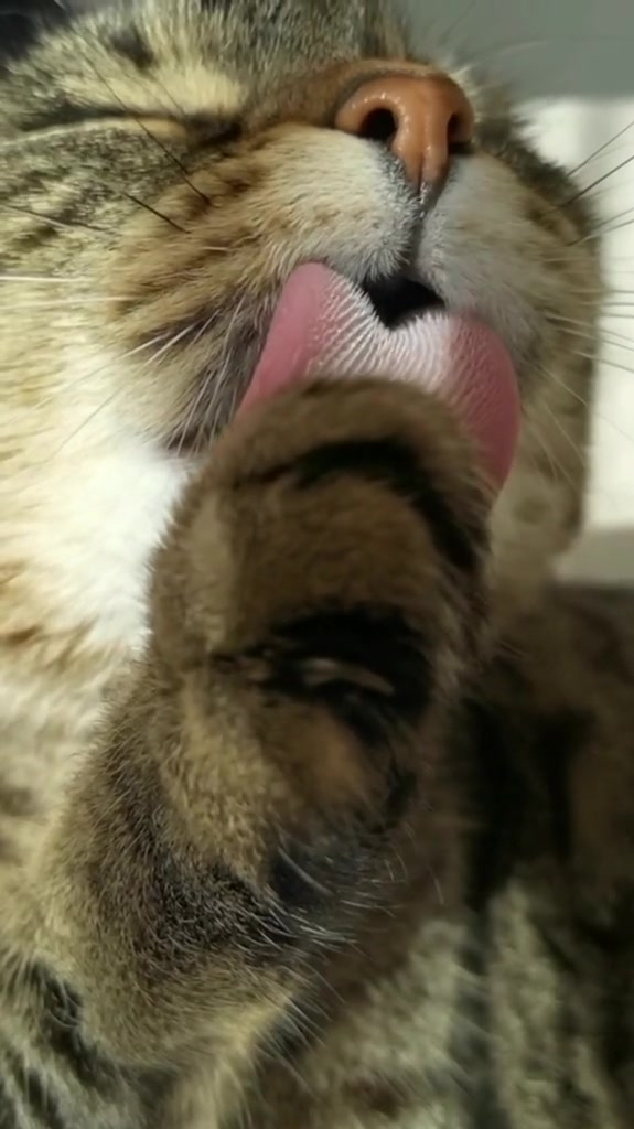 见过猫的舌头吗?竟然这么多的倒刺!