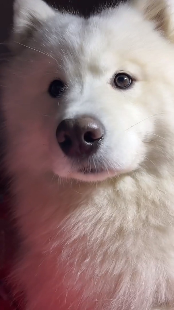 是看见食物眼睛就会跟着转的萨摩耶耶