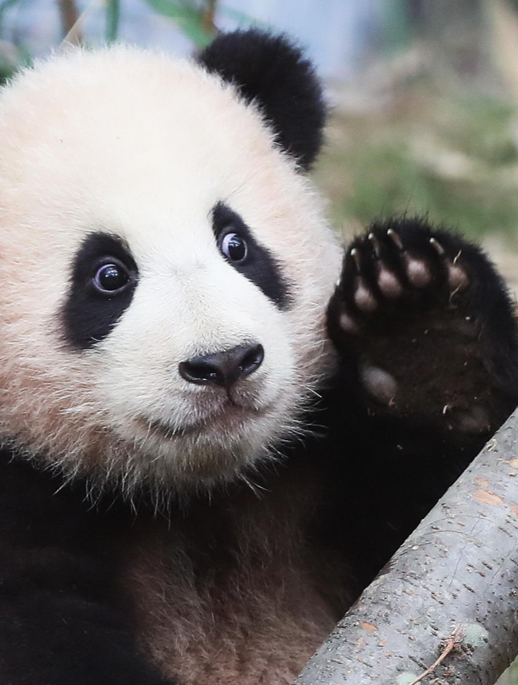 熊猫小时候图片