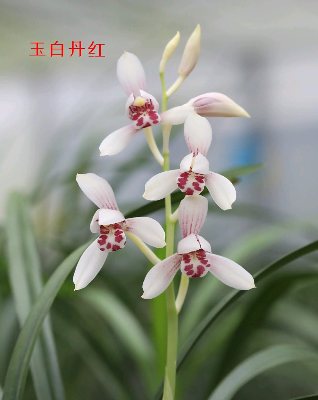 建兰"玉白丹红",犹如飘落凡间的仙子,高贵大气,惹人喜爱