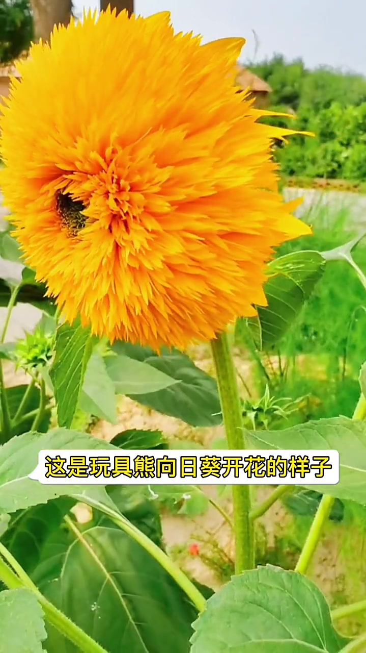 你见过小熊向日葵吗毛茸茸的超可爱自己种几棵